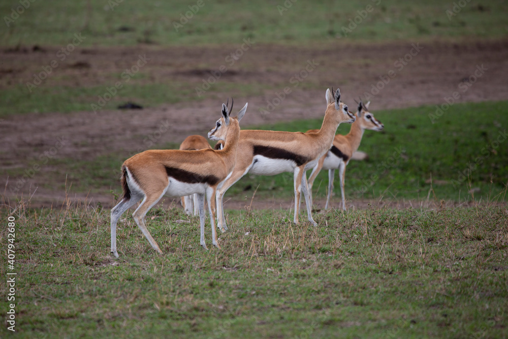 Thomson Gazella in Masai Mara Game Reserve, Kenya Thomson Gazella in Masai Mara Game Reserve, Kenya