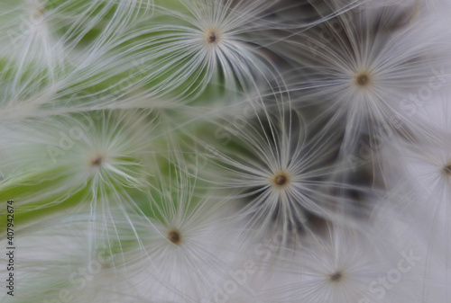 Abstract  ethereal looking close up macro of the delicate fluff and seeds of a dandelion bloom