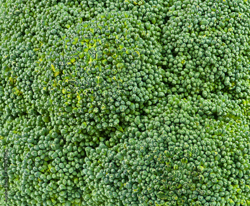 Background from fresh green broccoli, close-up.