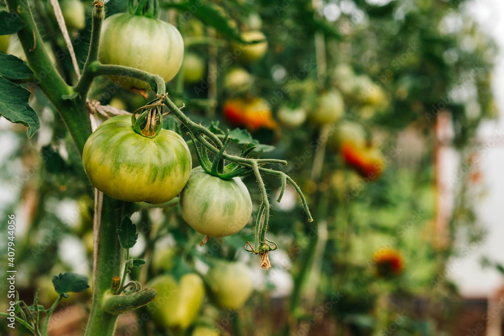 Obraz premium green tomatoes on the branches in the greenhouse. The autumn harvest of tomatoes has not yet ripened.