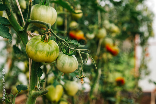 green tomatoes on the branches in the greenhouse. The autumn harvest of tomatoes has not yet ripened. photo