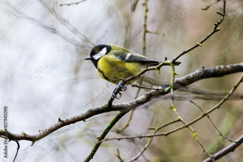 Great tit on the branch