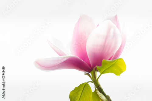 magnolia © Robin