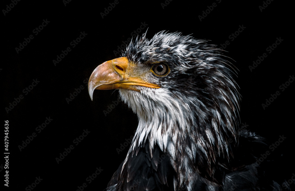 Obraz premium juvenile bald eagle