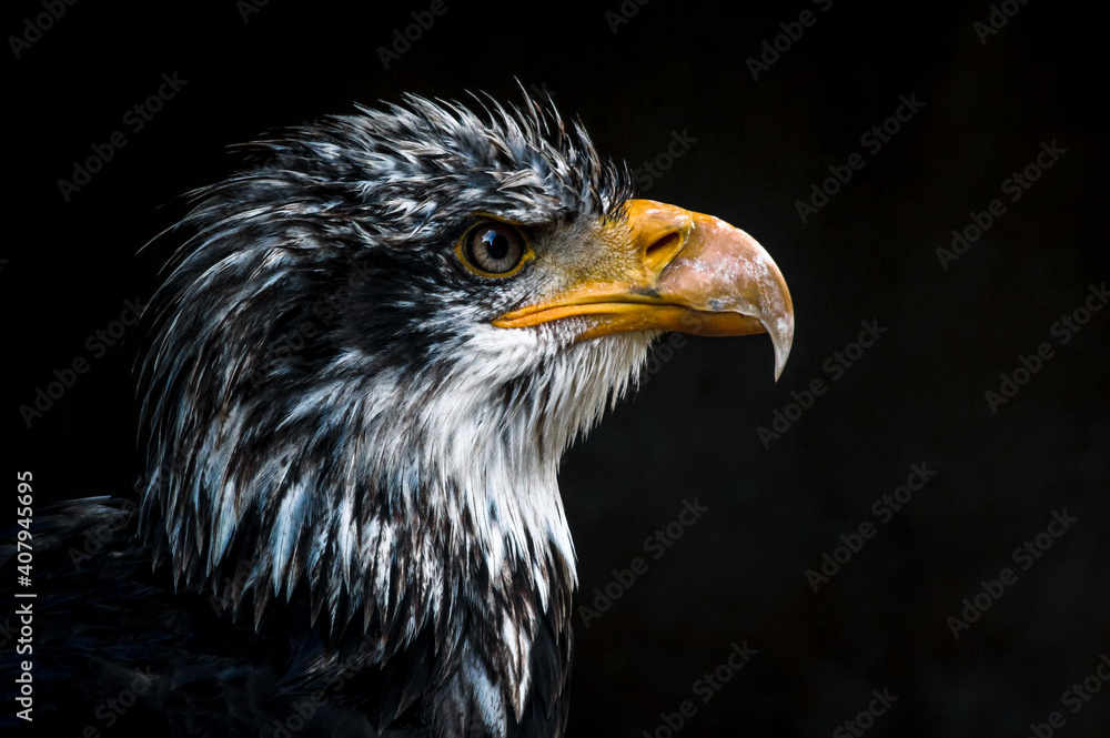 juvenile bald eagle juvenile bald eagle