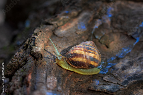 A snail is crawling along the bark of a fruit tree. Clouse-up. Macro photography.