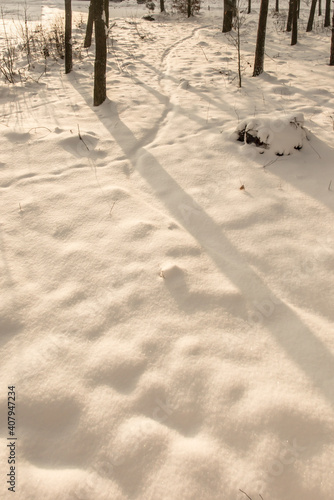 Snowy winter in the forest.