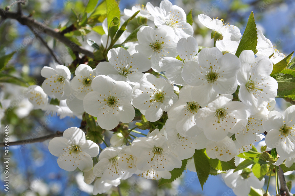 Spring cherry blossom