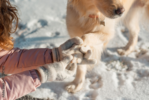 Owner helps her lovely dog Golden retriever to clear the paws. The dog's paws freeze in winter and the snow is clogged. A girl warms the paws of a dog who is frozen. Friendship, pet and human. Care ab