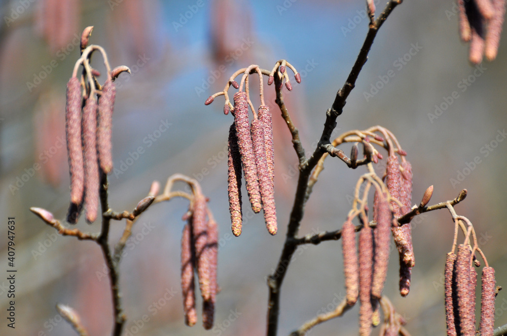 Naklejka premium On a branch of a tree of black alder hang inflorescences of an earring.