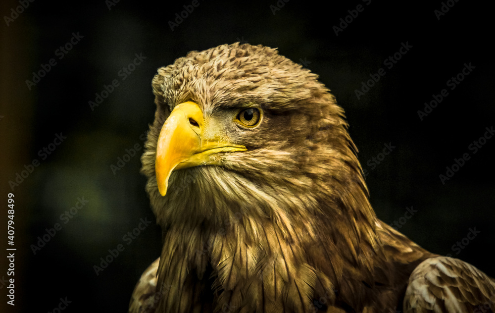 Obraz premium eagle