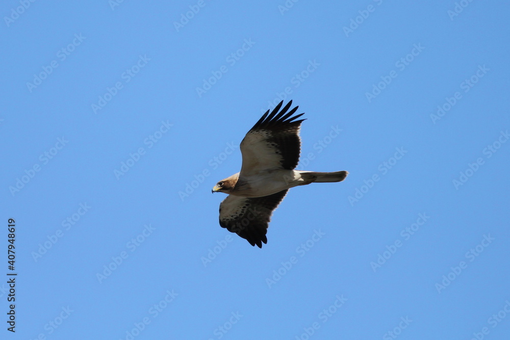 Obraz premium Booted Eagle in flight