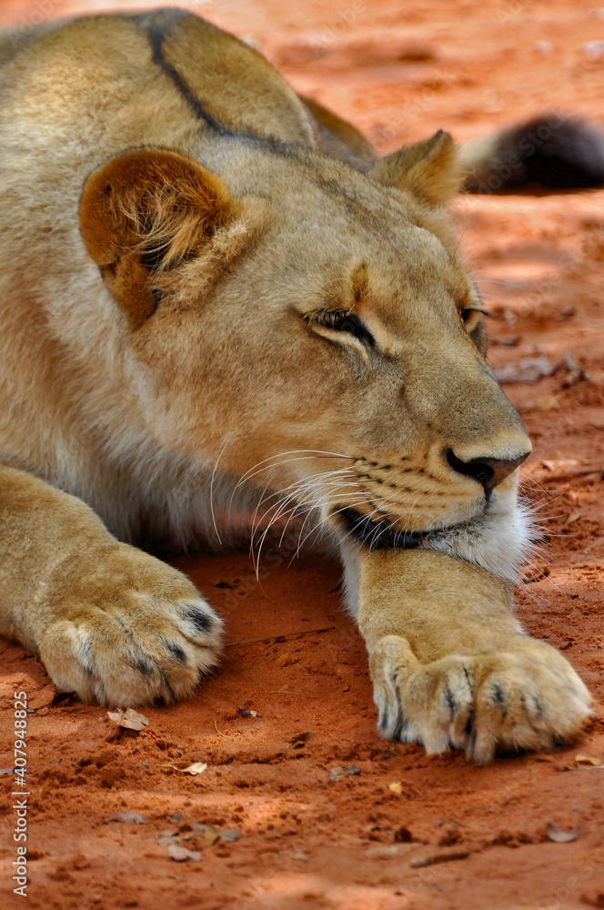 Obraz premium Close up of a young lion laying on the ground and dozing