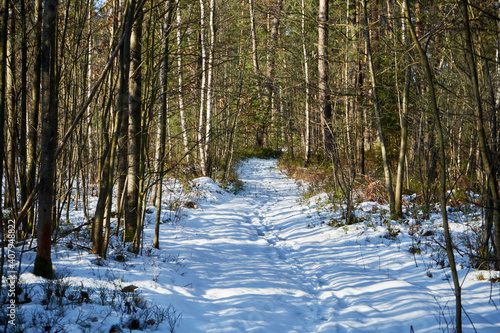 Fototapeta Naklejka Na Ścianę i Meble -  leśna zimowa ścieżka