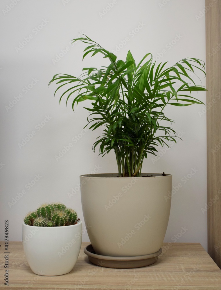 Fototapeta premium Plantas, cactus y palmera de interior