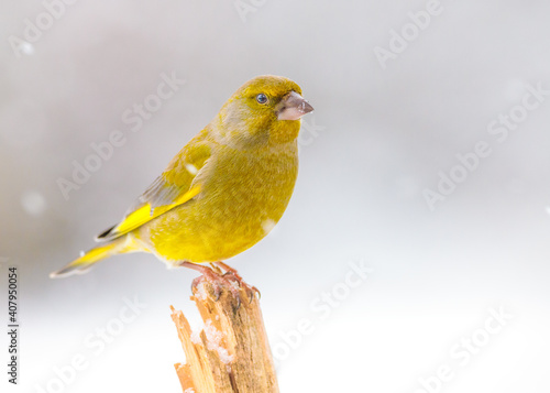 Greenfinch sits on a broken tree in the blowing snow