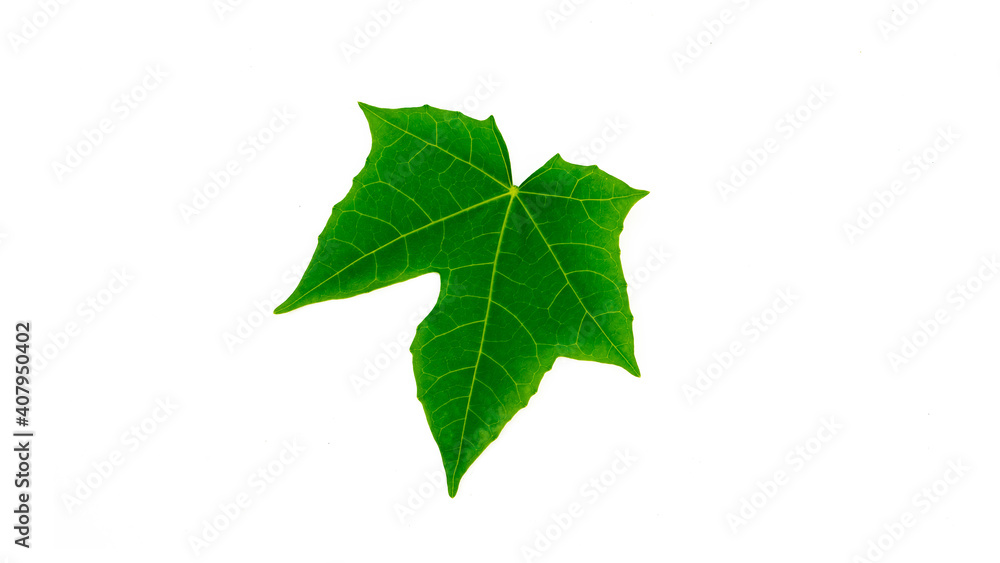 Fototapeta premium Green leaves have clear leaf veins. Green swallowtail leaves isolated on white background