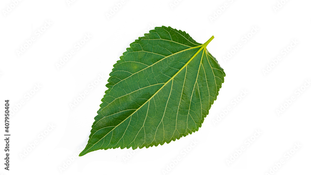 Green leaves have clear leaf veins. Green swallowtail leaves isolated on white background Green leaves have clear leaf veins. Green swallowtail leaves isolated on white background