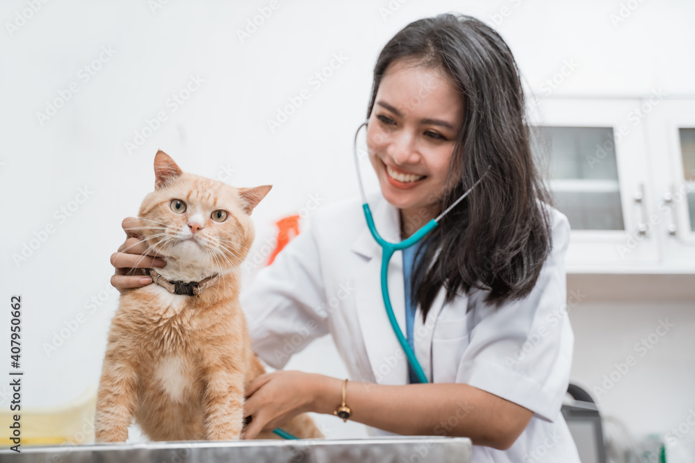 female vet examining cat with stethoscope in clinic room background female vet examining cat with stethoscope in clinic room background