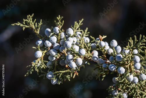 Utah juniper (Juniperus osteosperma) berries on branch. These blue-green glaucous fruits can be used as one of the herbs in gin production. photo