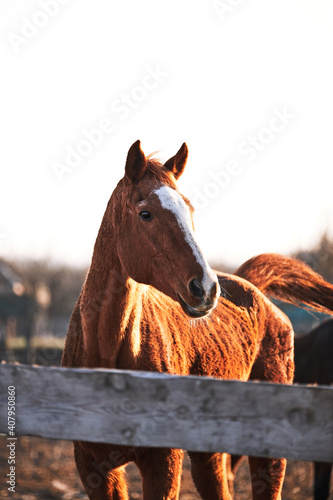 Portrait of young stallion at sunset on farm. Beautiful brown thoroughbred horse stands behind wooden paddock and looks with intelligent eyes.