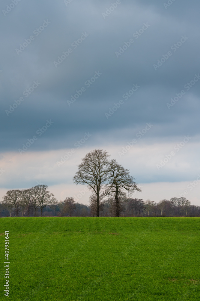 Tree in meadow in stormy weather Tree in meadow in stormy weather