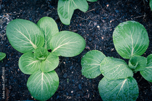 Εκτύπωση καμβά Filtered image bok choy leafy greens with water drop cultivated at backyard gard