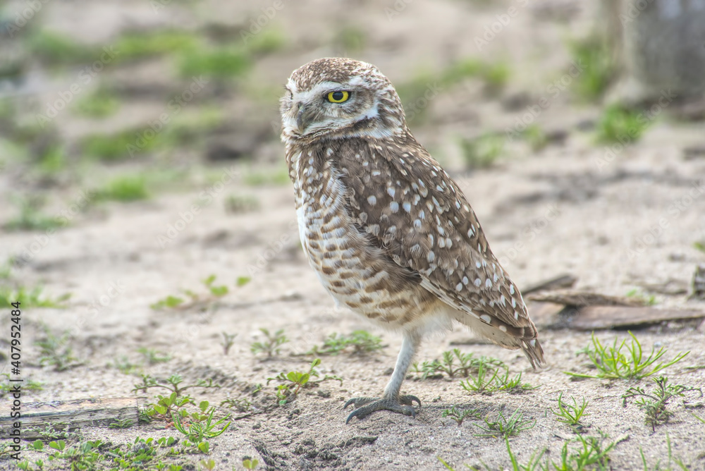 Burrowing owl perched on the sand Burrowing owl perched on the sand