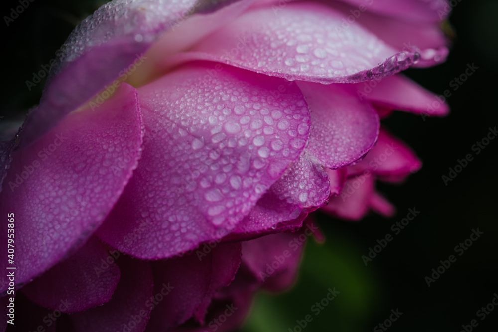 Fototapeta premium Rosenblüte mit Wassertropfen