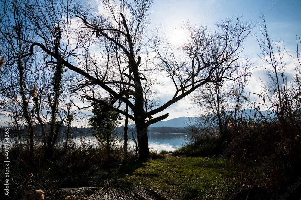 Leafless tree in winter on the shore of Lake Banyoles. In the morning.