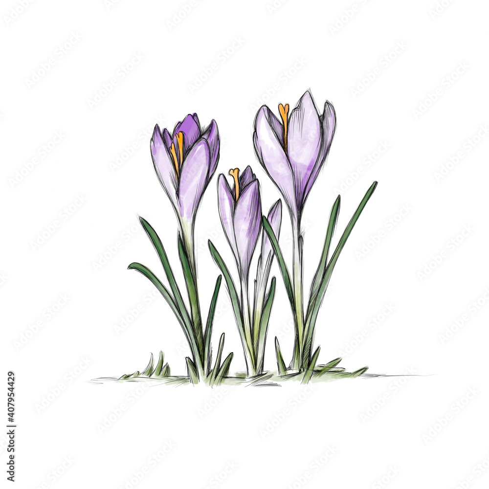 Naklejka premium Drei lila Krokusse auf weißem Hintergrund