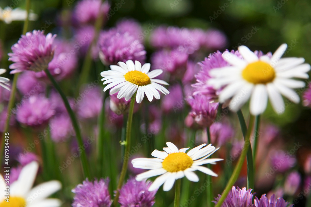 Beautiful white daisies, (Leucanthemum), along with red clover. Close up. Beautiful white daisies, (Leucanthemum), along with red clover. Close up.