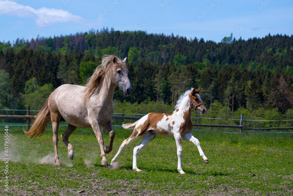 A mare with a foal runs in a paddock in a meadow