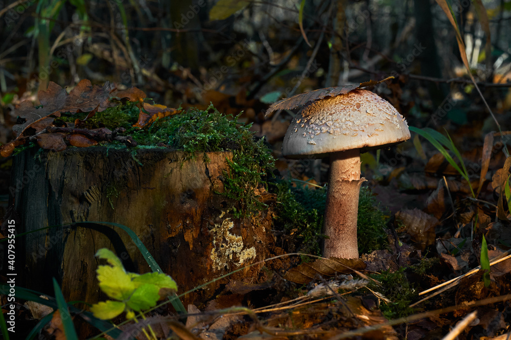 mushroom under the dry leaves near the moss-covered stump mushroom under the dry leaves near the moss-covered stump