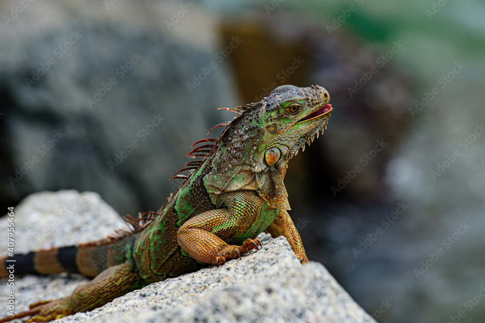 Close up of green iguana, Latin name Iguana iguana, in the south Florida. Iguanas are not native to Florida. Close up of green iguana, Latin name Iguana iguana, in the south Florida. Iguanas are not native to Florida.