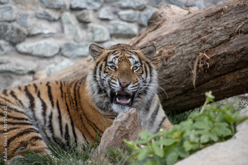 Fototapeta premium The Bengal tiger lies in the grass between a tree trunk in the background and a stone in the foreground .(Panthera tigris tigris)