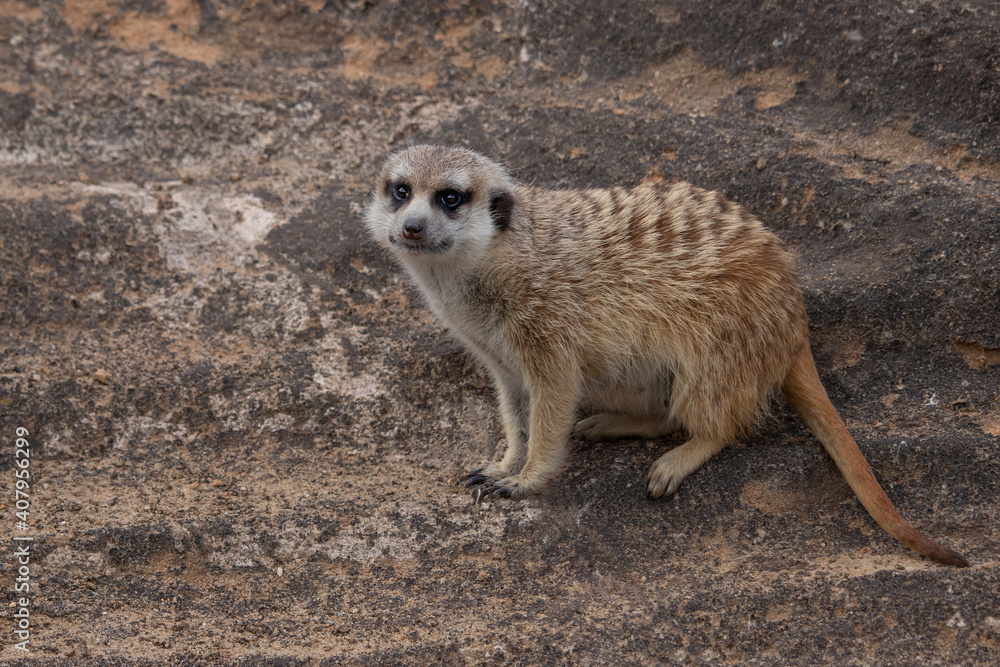 Fototapeta premium Single meerkat sitting on a rock. Funny animal.(Suricatta suricatta)