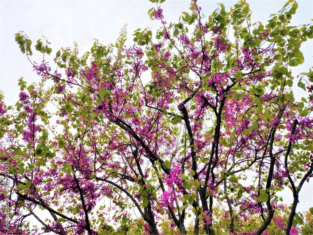 spring blooming sakura on blue sky background. copy space spring blooming sakura on blue sky background. copy space