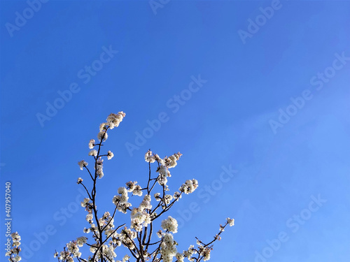 spring blooming sakura on blue sky background. copy space