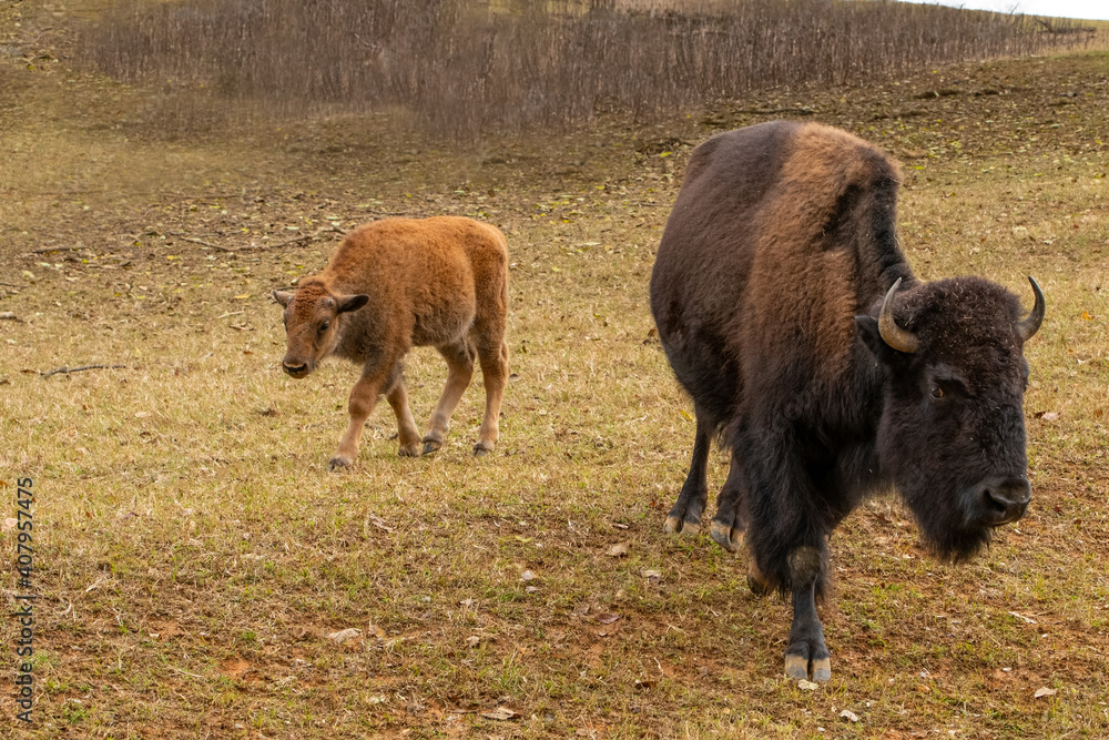 American Buffalo mother and calf.