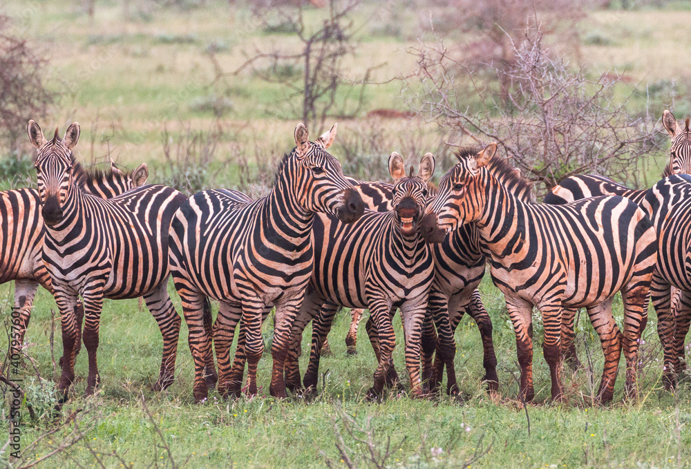 Fototapeta premium zebra group in bushy landscape playing and looking