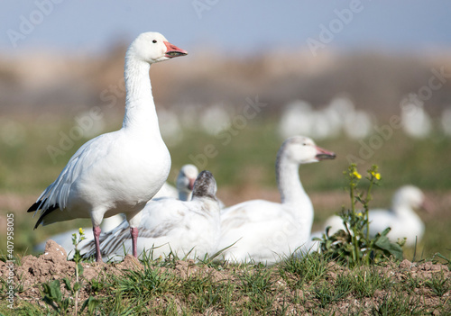 Snow geese on the alert atop a grassy field in Sonny Bono wildlife area near Salton Sea