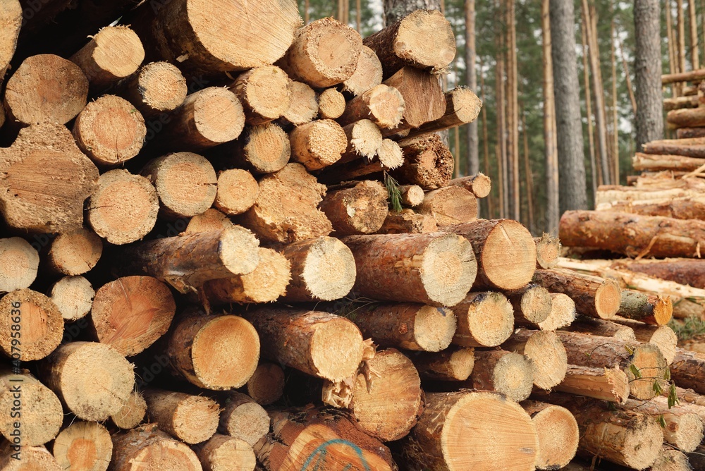 Freshly made firewood in the evergreen forest, pine tree logs closeup