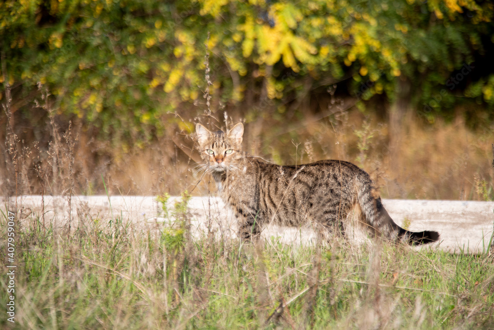 Obraz premium A Gray Cat In The Dry Grass