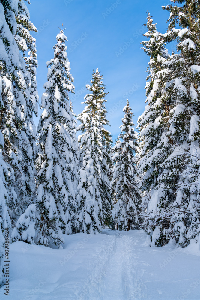 romantic mountain hiking trail through spruce trees covered in fresh  snow in the Alps on a clear cold, sunny day in winter with blue skies. Hiking through the alpine woods in high snow  