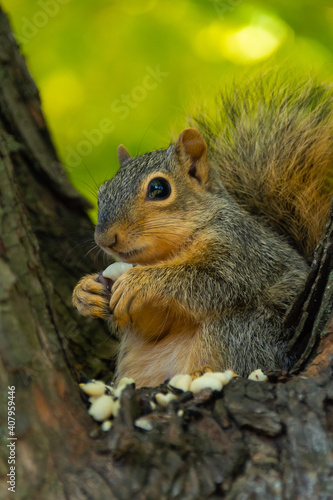 Baby Squirrel © EJRodriquez