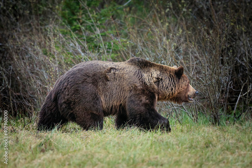 Wild brown bear in natural habibat. Brown bear in nice forest. Ursus arctos close up.Wildliffe photography in the slovak country  Tatry 