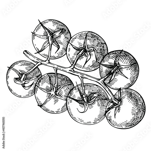 Hand drawn top view of tomato on bunch. Sketch tomato, brunch