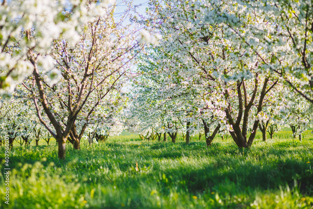 Fototapeta premium Incredible ornamental garden with blooming lush trees in idyllic sunny day.