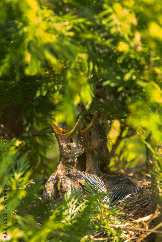 Song thrush chicks sitting in a nest on a tree. Song thrush chicks sitting in a nest on a tree.